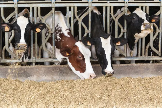 Tutolo di mais utilizzato per mangimi animali