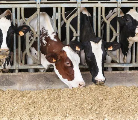 Tutolo di mais utilizzato per mangimi animali 