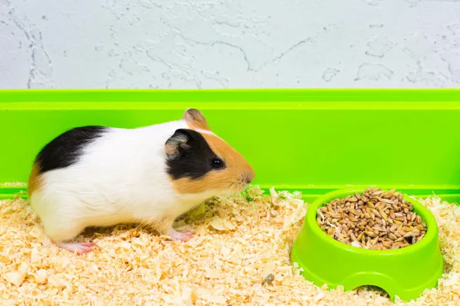Tutolo di mais per lettiere per rettili, roditori e uccelli